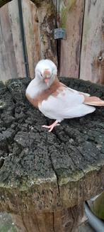 Te koop mooie Felegyhazer, Dieren en Toebehoren, Vogels | Duiven, Mannelijk, Overige soorten