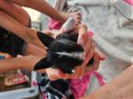 Baby konijntjes, Dieren en Toebehoren, Meerdere dieren