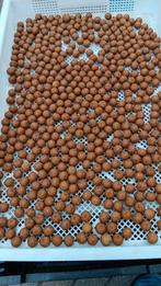 hot tijgernoot premium boilie, Ophalen of Verzenden, Nieuw, Overige typen