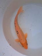 Koi, Dieren en Toebehoren, Vissen | Vijvervissen, Karper of Koi