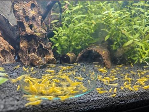 Neocaridina Geel, Rood of Blauwe garnalen., Dieren en Toebehoren, Vissen | Aquariumvissen, Kreeft, Krab of Garnaal