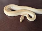 Koningspython - Regius - Pastel Black Head Champagne Hypo, Slang, 0 tot 2 jaar