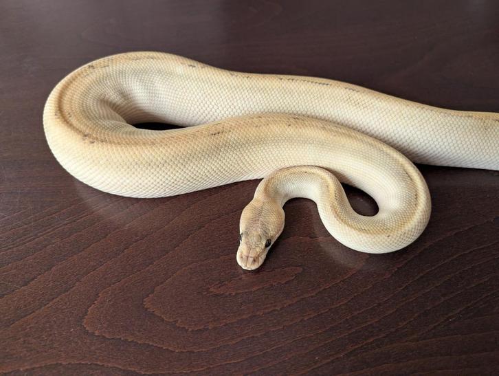 Koningspython - Regius - Pastel Black Head Champagne Hypo, Dieren en Toebehoren, Reptielen en Amfibieën, Slang, 0 tot 2 jaar