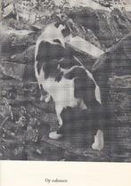 Brown, Philip - De kat met de koude neus (1978), Ophalen of Verzenden, Zo goed als nieuw