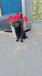 Golden retriever pup, Golden retriever, Reu, 8 tot 15 weken, Meerdere