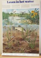 Oude schoolposter Leven in het water, Natuur en Biologie, Ophalen of Verzenden