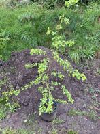 Meidoorn boompje, Tuin en Terras, In pot, Lente, Overige soorten, Volle zon