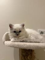 Ragdoll dekkater (chocolade dragend) niet te koop, 0 tot 2 jaar