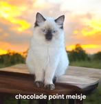 Ragdoll kitten stamboom/ garantie / ouders getest, Dieren en Toebehoren, Katten en Kittens | Raskatten | Langhaar, Poes, Ontwormd