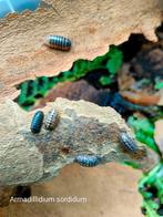 Armadillidium sordidum, Overige soorten