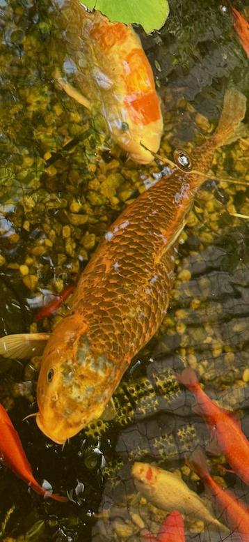 Koi beschikbaar voor biedingen