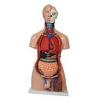 Anatomie model torso organen, tweeslachtig, 40-delig, NIEUW, Ophalen of Verzenden, Nieuw, Overige typen