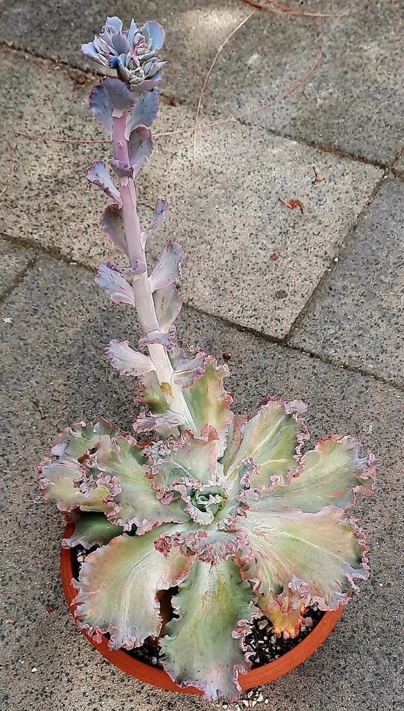 Echeveria 25 cm breed!, Huis en Inrichting, Kamerplanten, Vetplant, Minder dan 100 cm, Bloeiende kamerplant, Volle zon, Ophalen of Verzenden