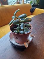 Crassula ovata stekjes, Huis en Inrichting, Ophalen, Halfschaduw, Minder dan 100 cm