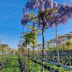 Blauwe regen Wisteria sinensis ‘Prolific🌿❗️dakboom❗️, Tuin en Terras, Ophalen, Volle zon, Overige soorten