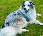 Australische herder reu 1 jaar, Dieren en Toebehoren, Reu, 1 tot 2 jaar, Eén hond, Herder