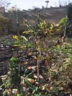 Walnotenboompje, Ophalen, Minder dan 100 cm, Overige soorten, Zomer