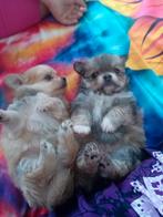 🩷🩵Schattige Pomchi pups moeder chihuahua  vader pommeriaan, Dieren en Toebehoren, Rabiës (hondsdolheid), 8 tot 15 weken, Meerdere