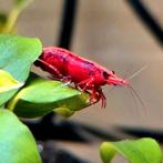 Prachtige Neocaridina Garnalen – Sakura Red High Grade, Dieren en Toebehoren, Vissen | Aquariumvissen, Kreeft, Krab of Garnaal