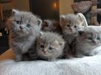 Brits langhaar kittens, Gechipt, 0 tot 2 jaar, Poes