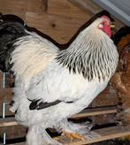 Brahma haan zoekt goed thuis  (niet voor slacht), Dieren en Toebehoren, Pluimvee, Mannelijk, Kip