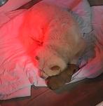 Chow chow teefje pupje, Dieren en Toebehoren, Honden | Poolhonden, Keeshonden en Oertypen, Rabiës (hondsdolheid), 8 tot 15 weken
