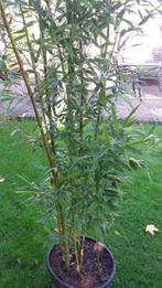 phyllostachus aurea - bamboe, Bamboe, Struik, Ophalen, 100 tot 250 cm