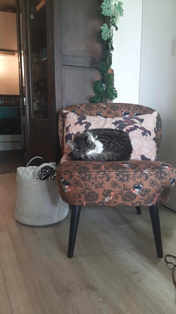 WOOOD fauteuil Sara lounge stoel fluweel velvet print fenix, Huis en Inrichting, Fauteuils, Gebruikt, Hout, Kunststof, Stof, 50 tot 75 cm