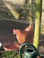 1 Kip isa brown gratis, Vrouwelijk, Kip