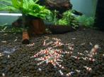 Crystal red garnalen / Pure Red Line / Caridina cantonensis, Kreeft, Krab of Garnaal, Zoetwatervis, Schoolvis