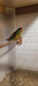 Swift parkieten, Dieren en Toebehoren, Mannelijk, Parkiet