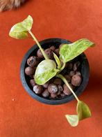 Philodendron giganteum 'Blizzard' - Zeldzame schoonheid!, Ophalen, Vaste plant, Bloeit niet, Halfschaduw