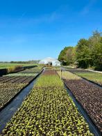 Vaste tuinplanten - Scherp geprijsd - ZATERDAG GEOPEND, Ophalen of Verzenden, Zomer, Vaste plant, Overige soorten