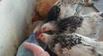 Brahma Colombian wit/zwart jonge haantjes, Dieren en Toebehoren, Pluimvee, Mannelijk, Kip