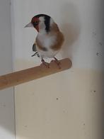 Majoor putter man 2024, Mannelijk, Wildzangvogel