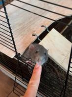 Tamme rittens, Dieren en Toebehoren, Knaagdieren, Rat, Mannelijk, November, Tam