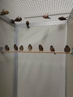 Kleine barmsijsen, Dieren en Toebehoren, Meerdere dieren, Wildzangvogel, Geringd