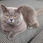 Dek kater met paspoort, Dieren en Toebehoren, Katten en Kittens | Raskatten | Korthaar, Kater