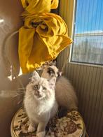 Ragdoll x Siberisch kitten, Meerdere dieren, Gechipt, 0 tot 2 jaar
