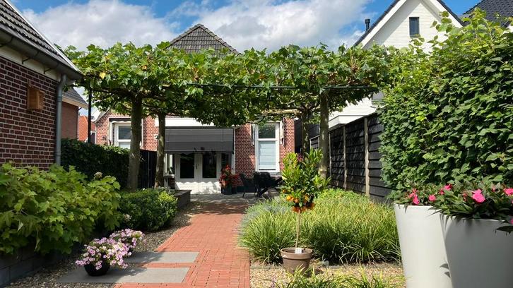 4 Dakplatanen, 3x3mtr elk, 20+ jaar oud., Tuin en Terras, Planten | Bomen, Dakboom, 250 tot 400 cm, Volle zon, Bloeit niet, Ophalen