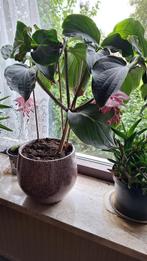 Binnenplant, Ophalen, Overige soorten, Minder dan 100 cm