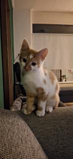 Lieve Kater zoekt nieuw huis, Dieren en Toebehoren, Katten en Kittens | Overige Katten, Kater, Kortharig, 0 tot 2 jaar
