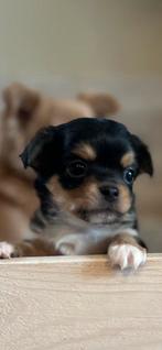 Prachtige raszuivere Chihuahua pups,puppy– Black Tri & Beige, Parvo, België, Particulier, 8 tot 15 weken