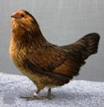 GEZOCHT; twee Antwerpse baardkrielen HEN, Dieren en Toebehoren, Pluimvee, Vrouwelijk, Kip
