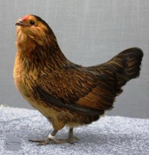 GEZOCHT; twee Antwerpse baardkrielen HEN, Dieren en Toebehoren, Pluimvee, Kip, Vrouwelijk