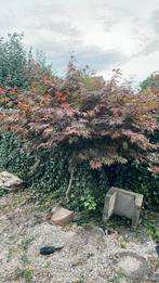 Japanse esdoorn, Tuin en Terras, Planten | Bomen, Bloeit niet, Verzenden, Halfschaduw, Overige soorten