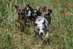 Australian Shepherd pups, Dieren en Toebehoren, 8 tot 15 weken, Meerdere, Meerdere dieren, Herder