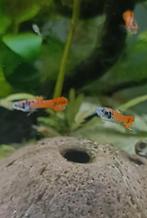 Red tigertail endler guppy, Dieren en Toebehoren, Vissen | Aquariumvissen, Vis