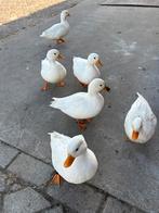 Witte kwakertjes, Dieren en Toebehoren, Pluimvee, Eend