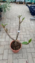 Plumeria Rubra (frangipane), Overige soorten, Minder dan 100 cm, Zomer, Ophalen